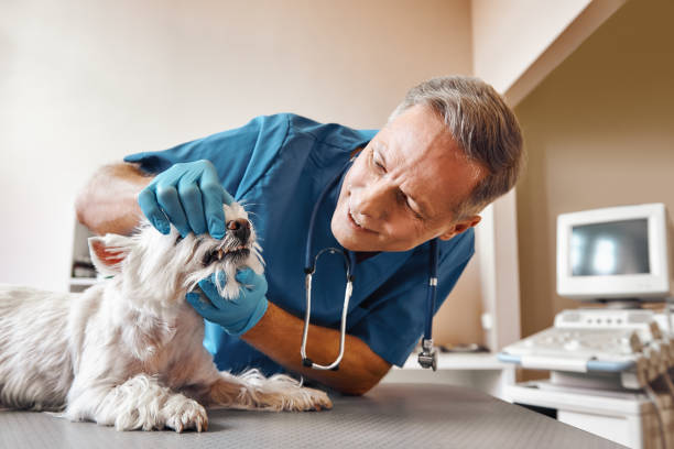 Best Emergency Wisdom Teeth Removal in Meridian, CO